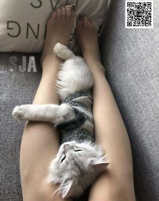 与黑帮大佬的365天_HD免费观看电视剧